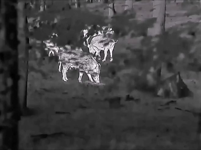 Telecamera termica per la visione notturna: applicazioni e scelta delle telecamere a infrarossi per la visione notturna e dei monoculari termici